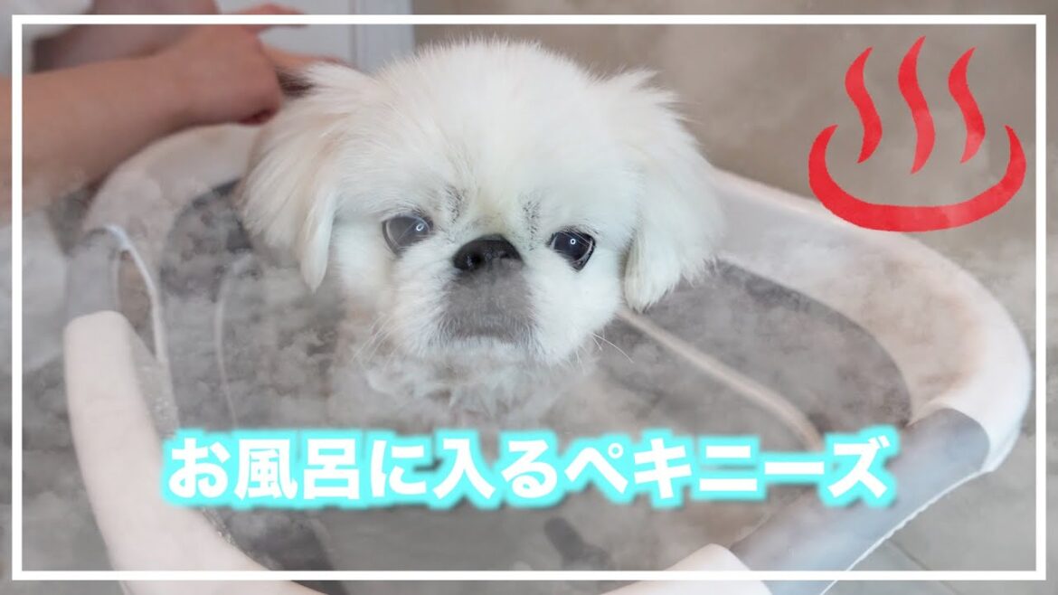【ペキニーズ】お風呂に入って本来の白さを取り戻す犬【カット後】
