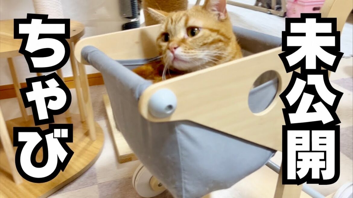 未公開ちゃびくんGW特別大公開〜！ #猫 #マンチカン