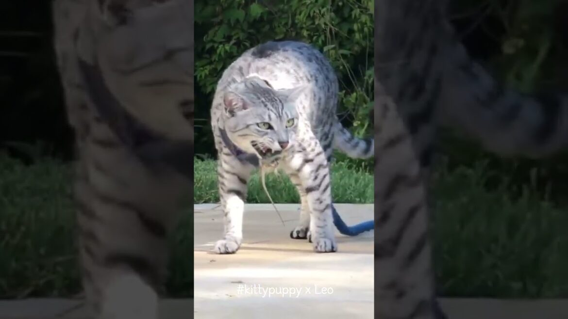 Egyptian Mau Leo is a Real Hunter #shorts
