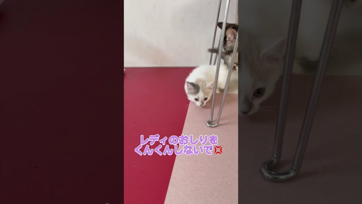 短足マンチカン三毛ちゃん♥️ 【お問合せ詳細は説明欄に記載あります】 #ラパーマ #ブリーダー直販 #マンチカン #子猫 #猫 #ミヌエット #猫のいる暮らし #子猫販売 #猫動画