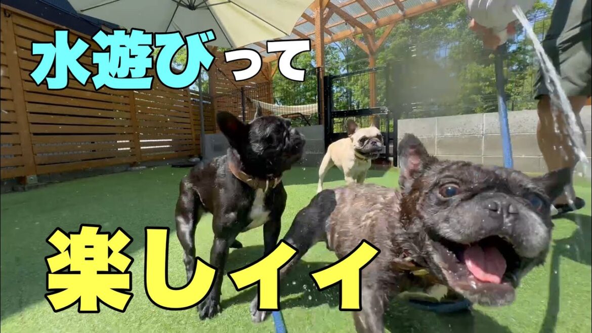 今年も水遊びの季節がやってきた！3coinsの謎のおもちゃがかなり笑えたｗｗ