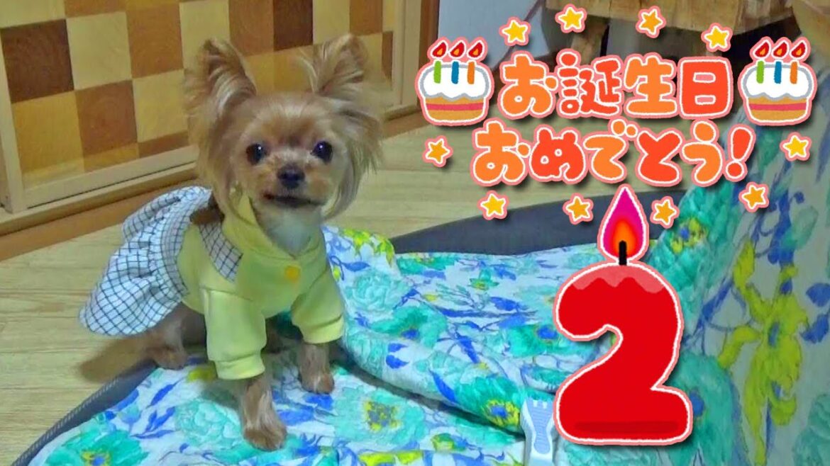 【ヨークシャテリア】ハッピーバースデー!!2歳になりました‼【Yorkshire Terrier】