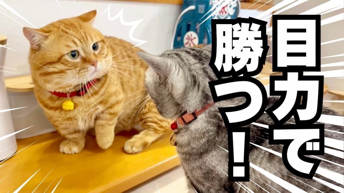 パンチが届かないぽちゃくんは『目力』で制する！ #猫 #マンチカン