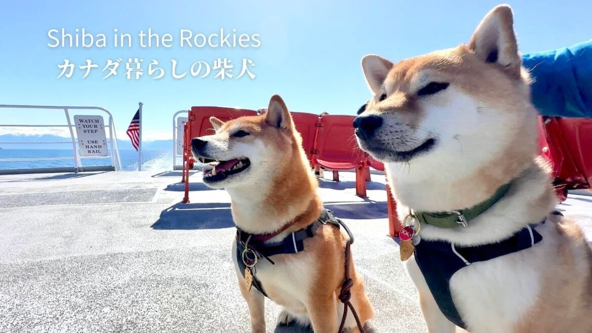 アメリカ国立公園のバークレンジャーに任命されて張り切る柴犬たち【4K】