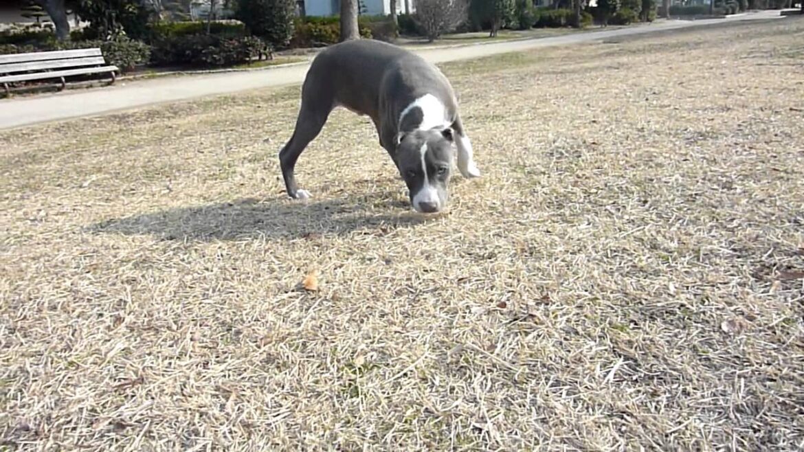 アメリカンピットブルテリアのブルーの男の子