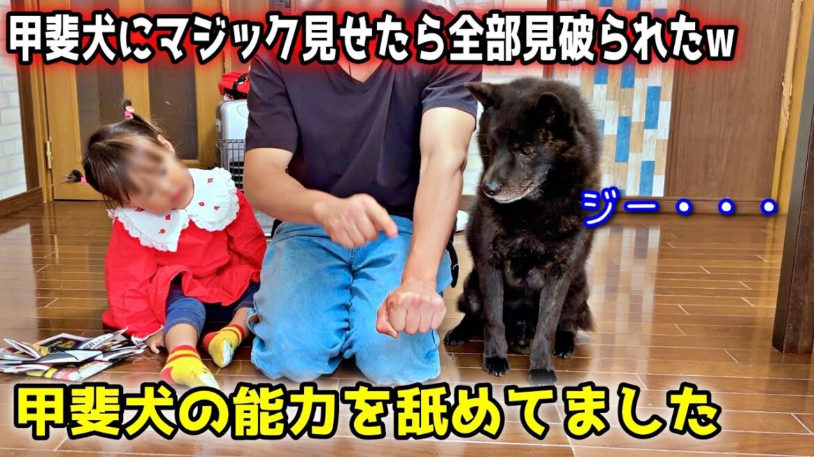 【さすが狩猟犬】甲斐犬にマジック見せたらことごとく見破られましたw 【さすが狩猟犬】甲斐犬にマジック見せたらことごとく見破られましたw