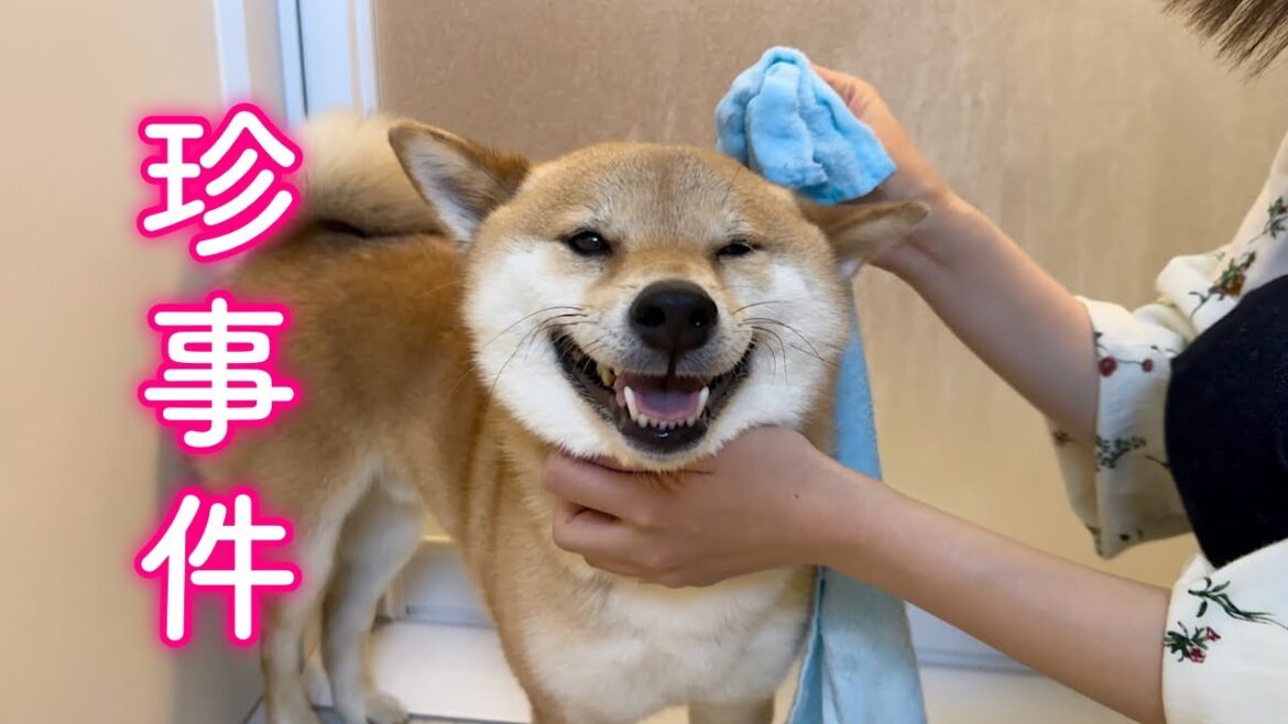 楽しいGWのはずがまさかの悲劇に見舞われ散々な柴犬が可愛い