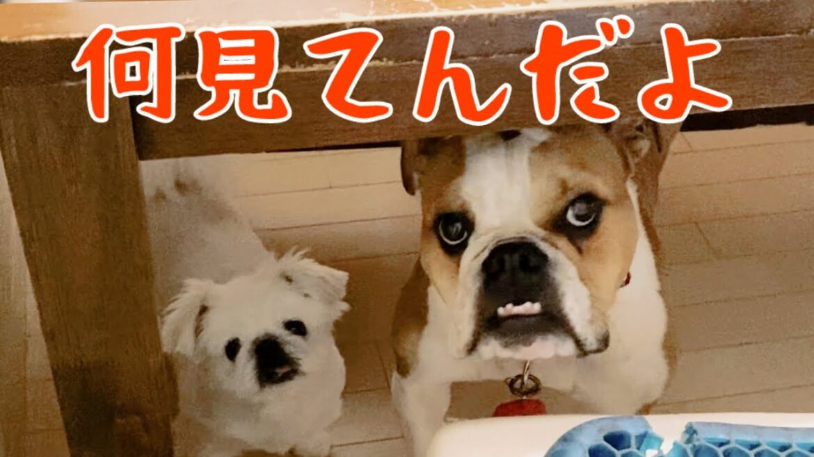 【ペキニーズ】梅子&【ブルドッグ】竹子 相変わらず譲らない頑固な2匹です 【ペキニーズ】梅子&【ブルドッグ】竹子 相変わらず譲らない頑固な2匹です