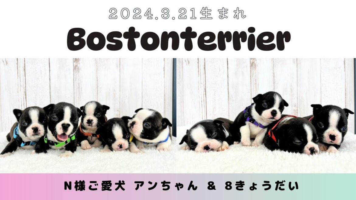 【ご家族さま募集中です】2024.3.21生まれのN様ご愛犬 アンちゃん＆８きょうだい♪ボストンテリア♪