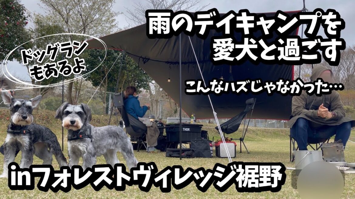 【犬とキャンプ】ドッグランのあるキャンプ場でミニチュアシュナウザーと雨キャンプinフォレストヴィレッジ裾野