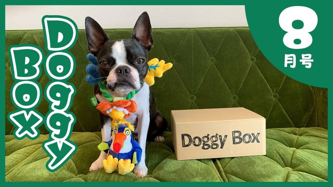 【ボストンテリア】Doggy Box 8月号(August)