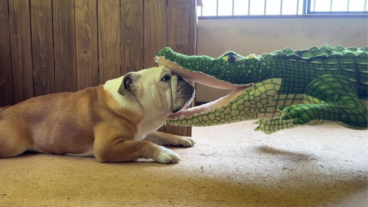 【こんぶる】ぶるまる、ワニに喰われる… 【こんぶる】ぶるまる、ワニに喰われる…