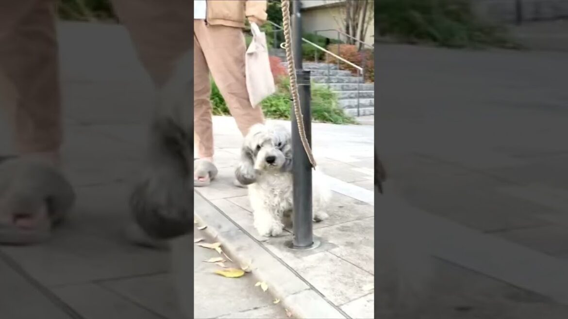 ギリギリ危険を回避で【どや顔のわんこ】ポールに頭ぶつかりそうだったね。