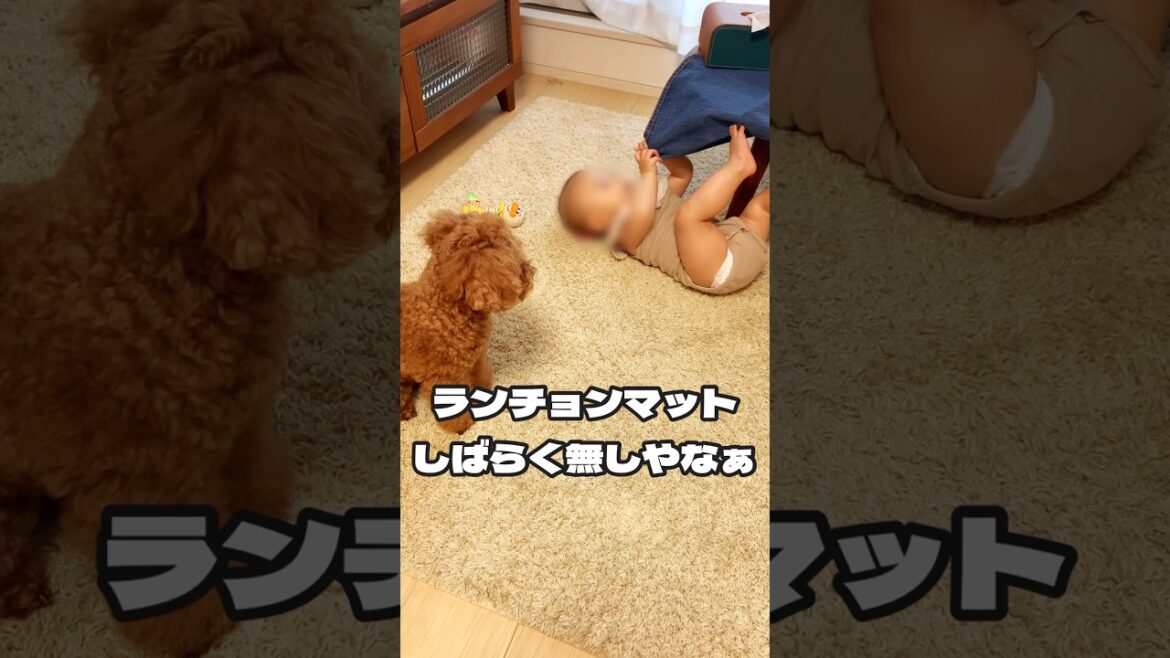 ランチョンマットを心配するトイプードル#toypoodle ランチョンマットを心配するトイプードル#toypoodle