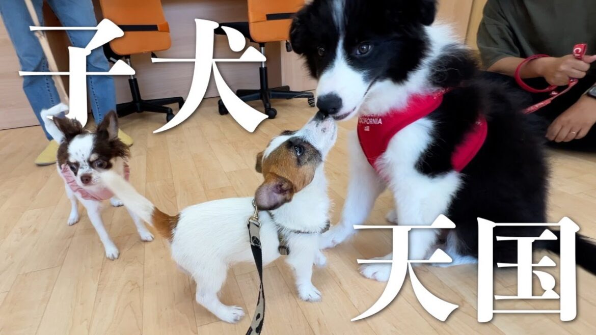 【子犬天国】生後6ヶ月までしか参加できないパピーパーティに潜入してきました/ジャックラッセルテリア