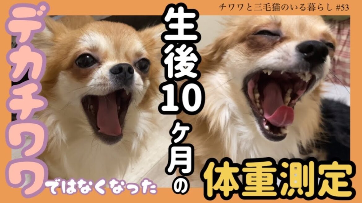 【チワワの体重】生後10ヶ月ジャンボチワワじゃなくなったロングコートチワワ兄弟の体重測定【チワワと三毛猫のいる暮らし #53】【子犬】【多頭飼い】