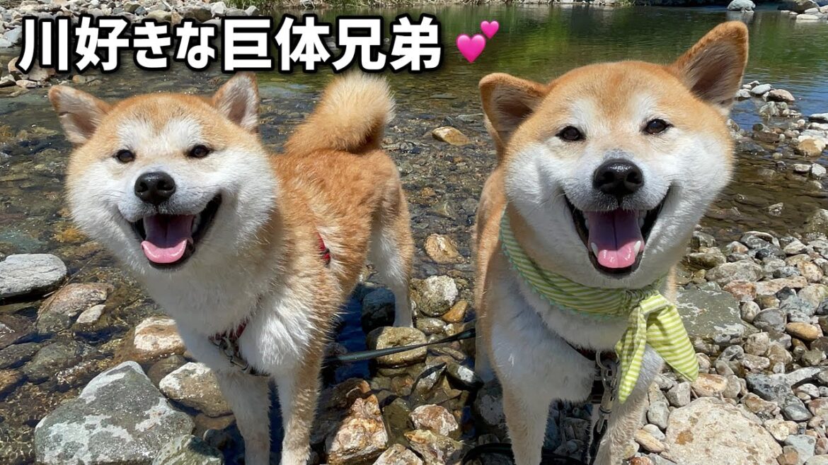 川好きな柴犬巨体兄弟を川に連れて行くとこの笑顔が最高！