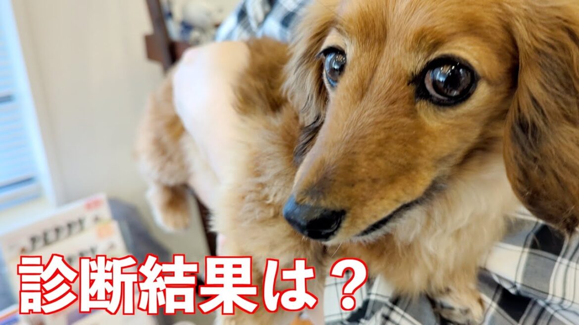 健康診断の結果で異常が見つかりました【カニンヘンダックスえびすの日常】 健康診断の結果で異常が見つかりました【カニンヘンダックスえびすの日常】