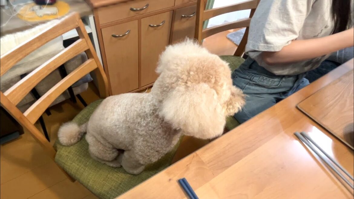 お姉ちゃんが帰ってきてべったり甘える大きいトイプードル 【デカプー】【トイプードルのロアくん】【toy poodle】