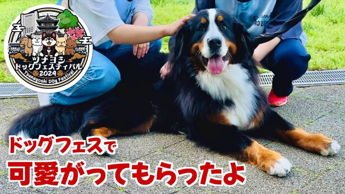 ツナヨシドッグフェスティバル2024にバーニーズマウンテンドッグと行ってきました