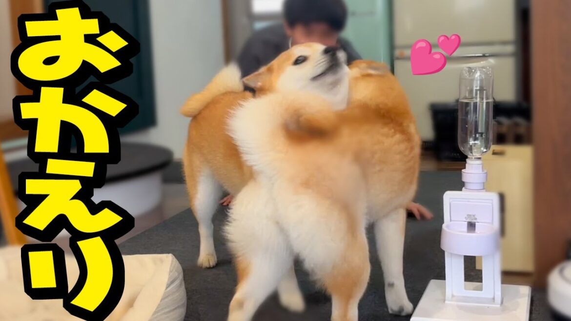 姉犬が病院へ行くと心配し、帰宅すると誰よりも喜ぶ妹柴犬が可愛い
