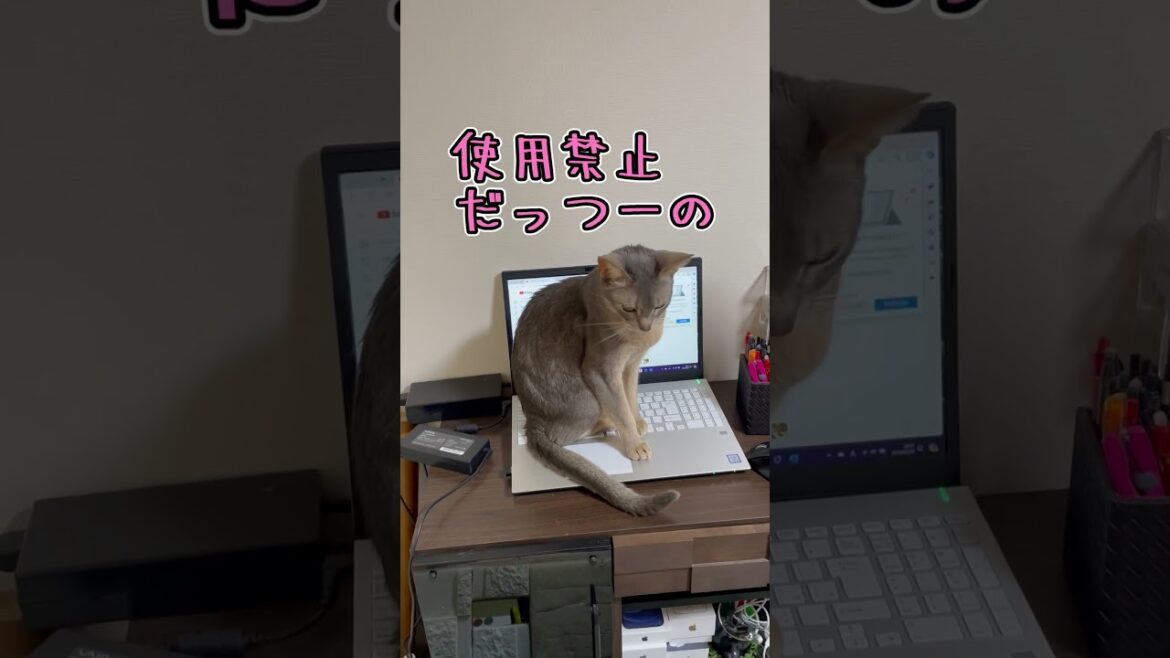 パソコンを独占するうちの猫さん #shorts #猫 #アビシニアン