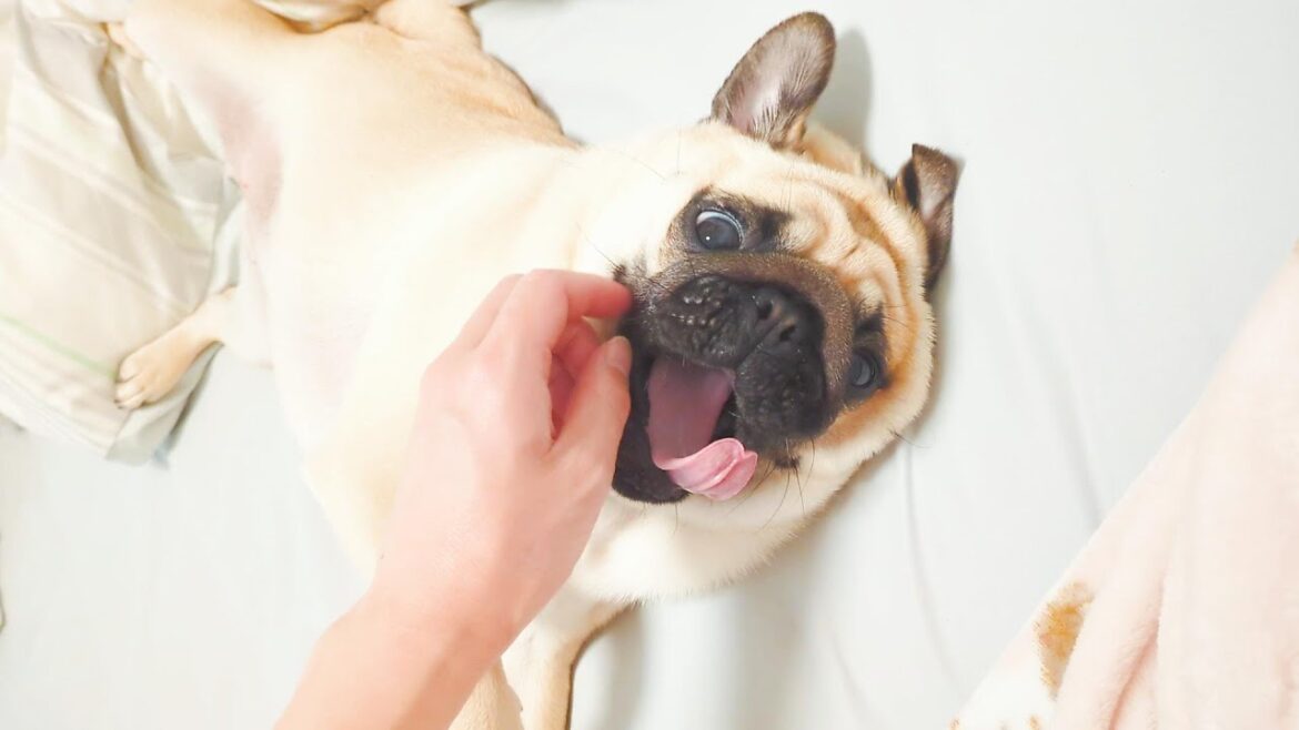 パグと過ごす朝の時間はあっという間に過ぎていきます。Morning time spent with the pug goes by quickly.【パグ、pug】