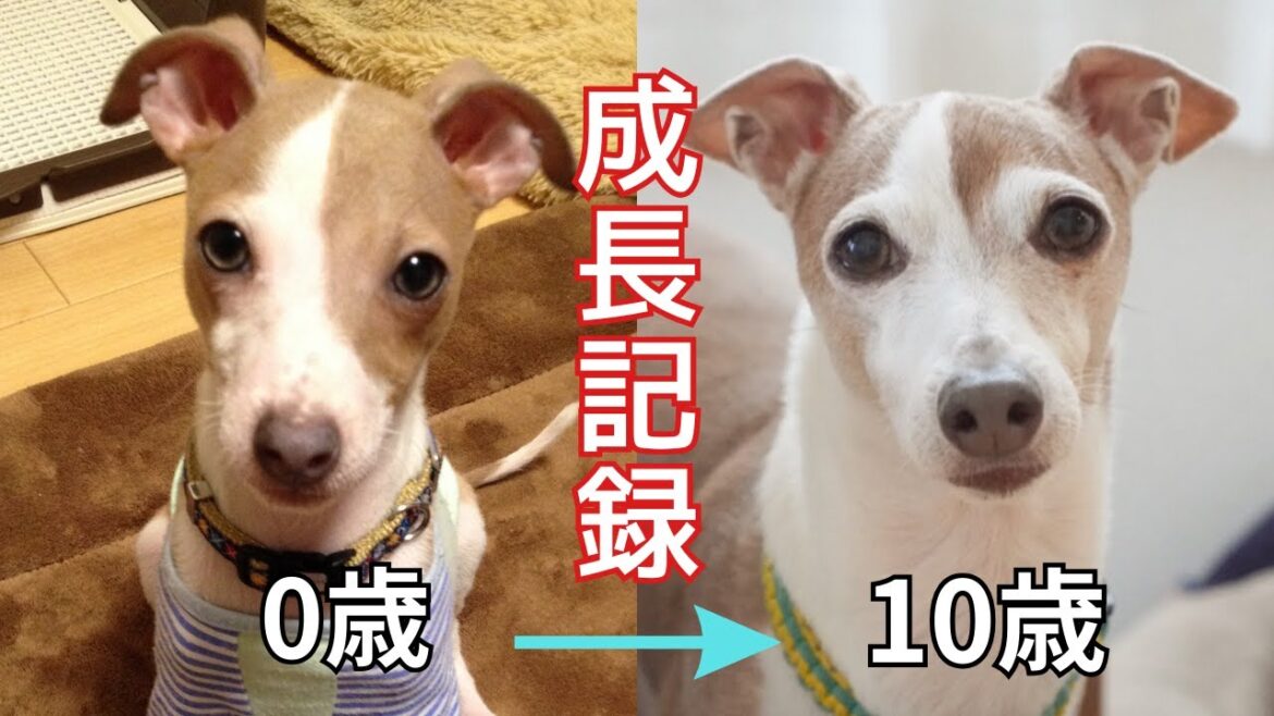 ペットショップからうちの子へ。ひとりぼっちだった子犬が成長して幸せになるまで【成長記録】【イタグレ】