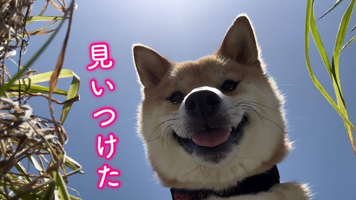 春になり続々と新たに顔を出す生物の探索に余念がない柴犬が可愛い
