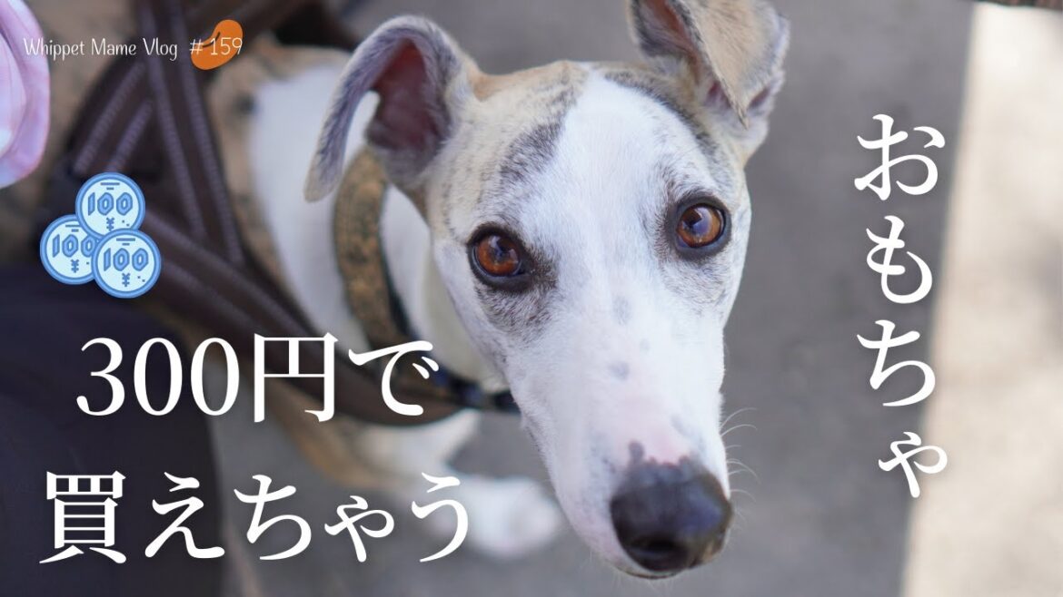 【おすすめ犬のおもちゃ】これあげると怒られるほど喜ぶ愛犬　#159