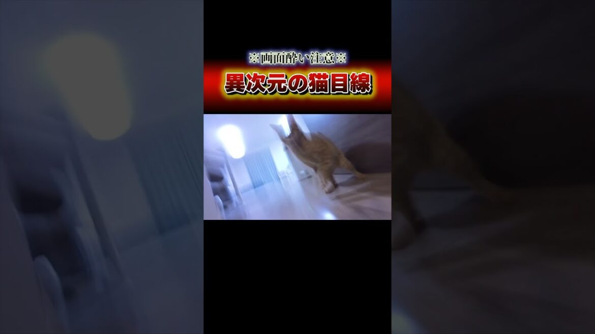 自称日本一の運動神経を持つ猫たちの見てる世界がこちら…。 #cat #ねこ#猫 自称日本一の運動神経を持つ猫たちの見てる世界がこちら...。 #cat #ねこ#猫