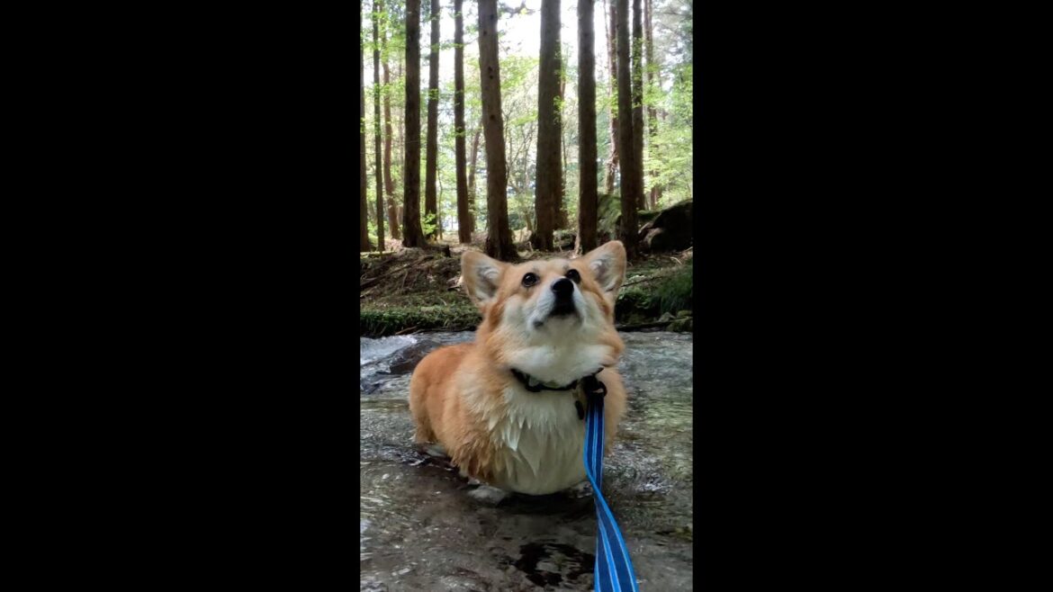 清流の音に癒されるコーギー / Corgi soothed by the sound of clear water #コーギー #サクラ #corgi