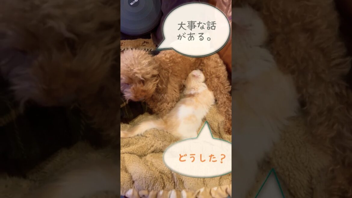 【キンカロー】毛に埋まって大事な話をする犬猫【マンチカール】