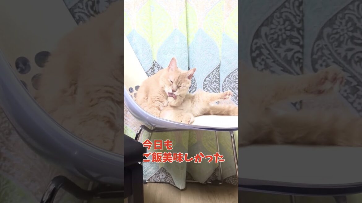 【ぽっちゃん家】あんよ垂直な猫　#猫 #cat #funny #shorts