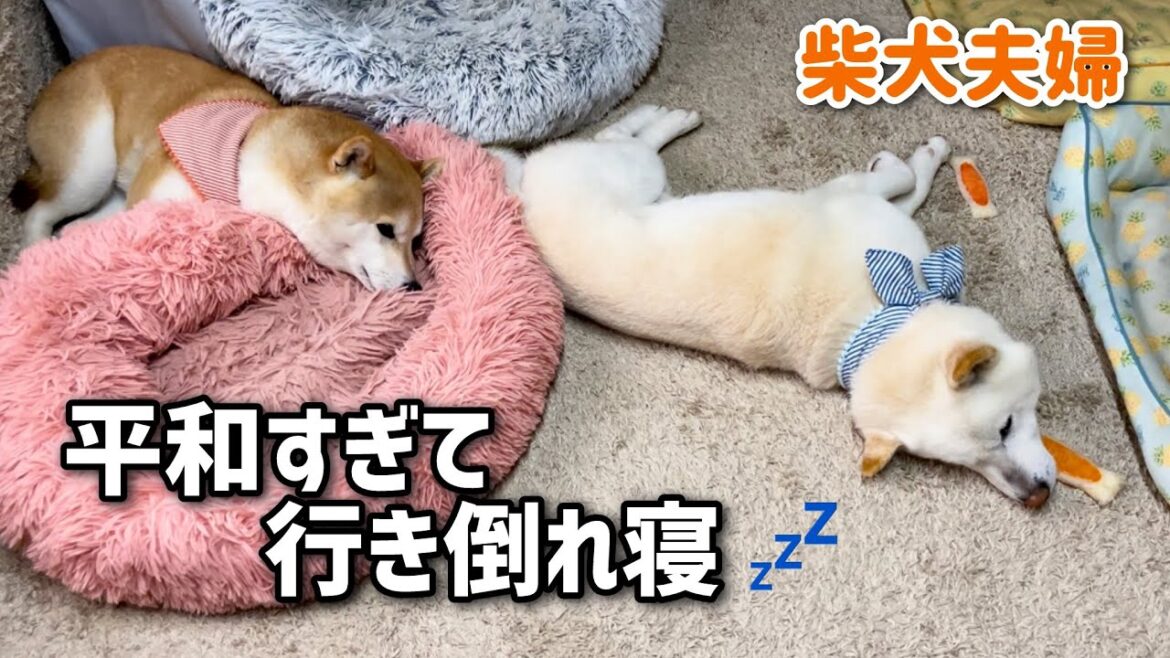 柴犬みかん園の平和の象徴夫婦がかわいい