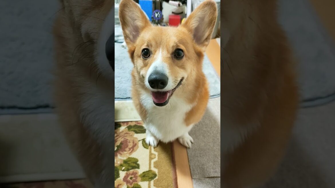 ご飯待ちのコーギー