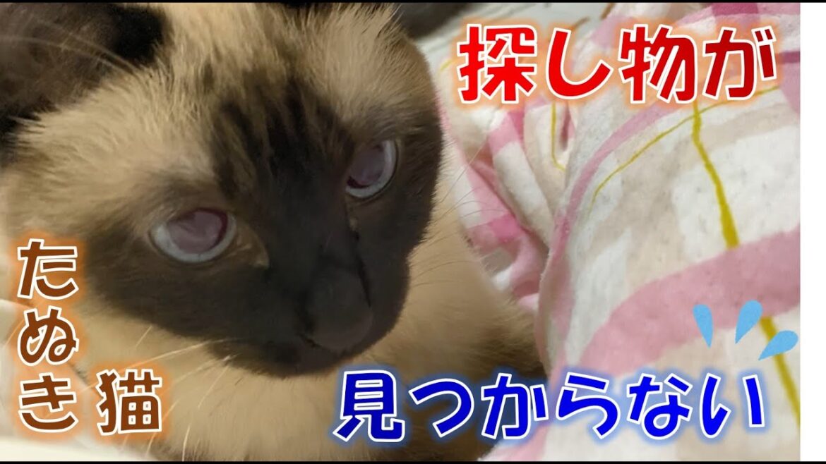 何かを必死で探すたぬき猫【シャム猫】