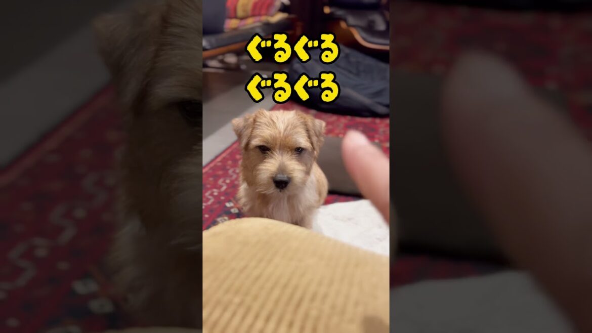 【ぐるきち】#shorts #cutedog #愛犬キチ #norfolkterrier #愛犬のいる暮らし #dog #ノーフォークテリア #kichi #terrier
