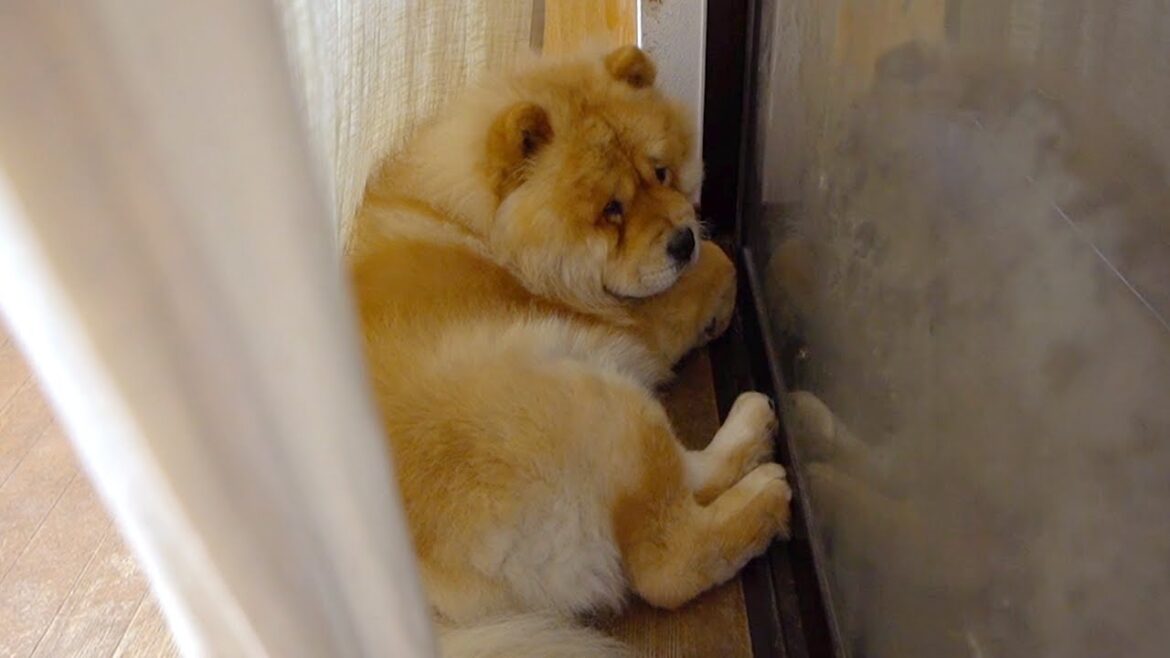 就寝前はお気に入りのスポットで夜風を浴びるチャウチャウ犬