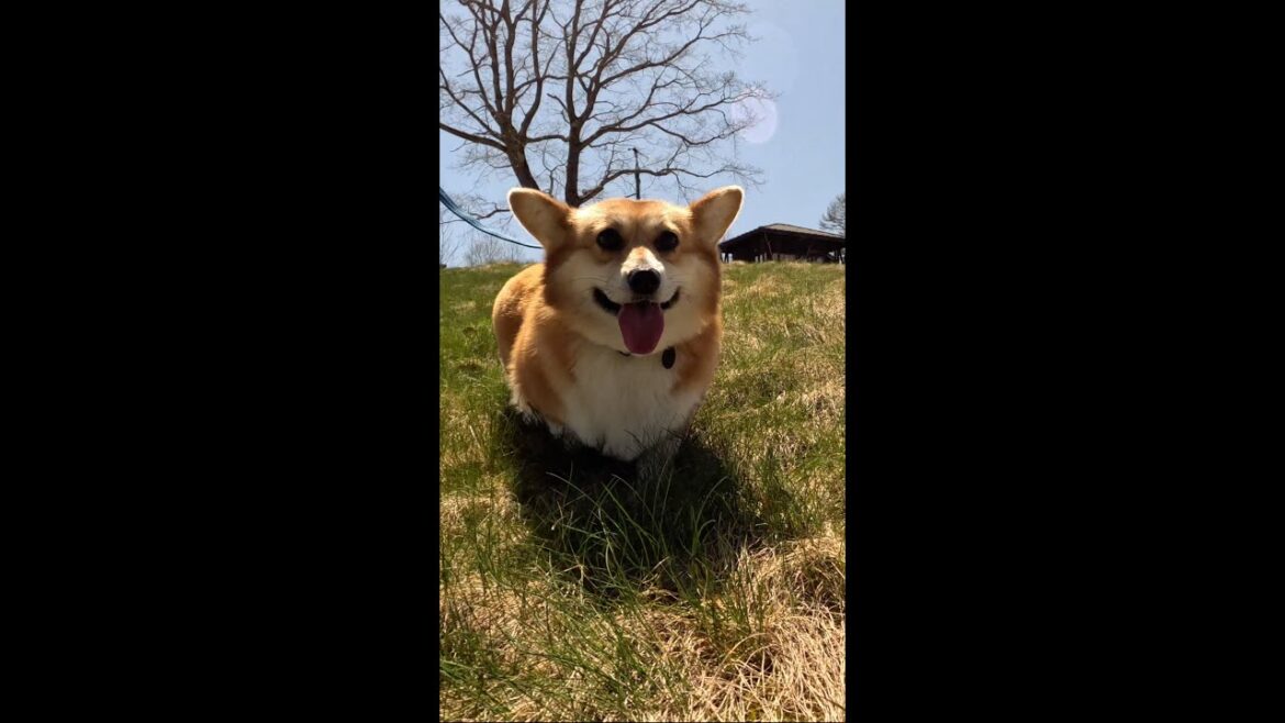草地を下るコーギー / Corgi walking down the grass #コーギー #サクラ #corgi