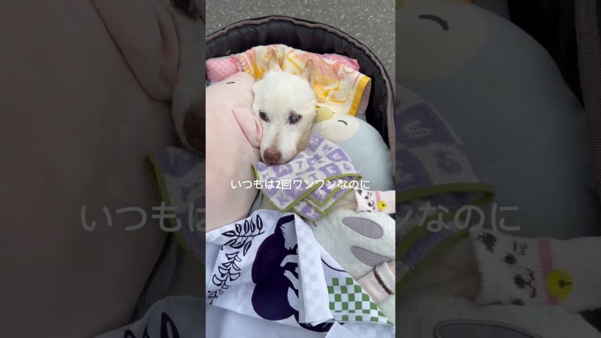 【賢殿4/28天国へ旅立ちました】4/26最後のドナドナになりました#shorts#老犬