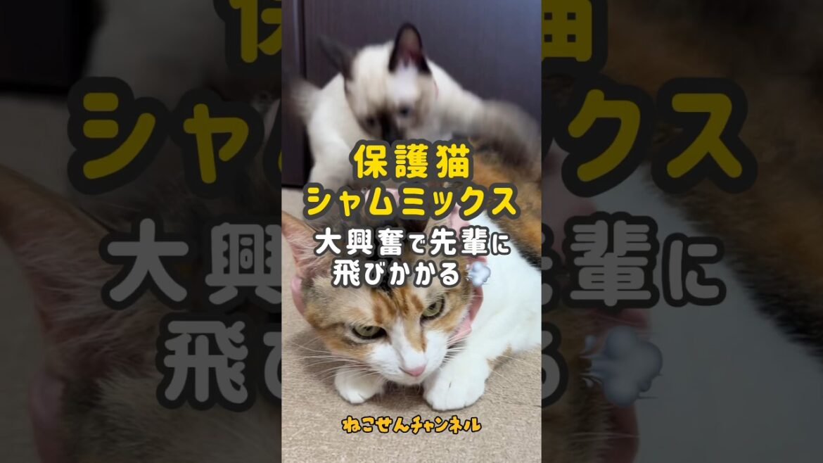 【保護猫シャム】興奮遊び💨だんだんヤンチャっ子に成長🥰(真冬に保護した子猫) | ねこせん 【保護猫シャム】興奮遊び💨だんだんヤンチャっ子に成長🥰(真冬に保護した子猫) | ねこせん