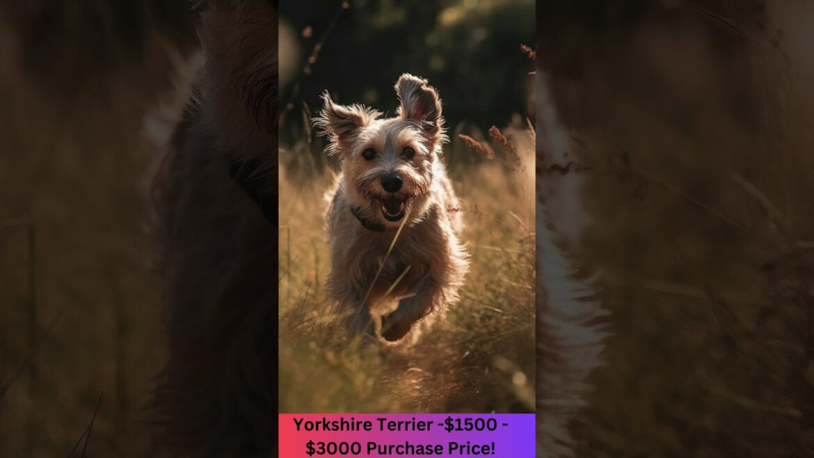 $3,000 Cost for a Yorkshire Terrier -   -  #yorkshire #terrier #pets #dogs  #germanshepherd
