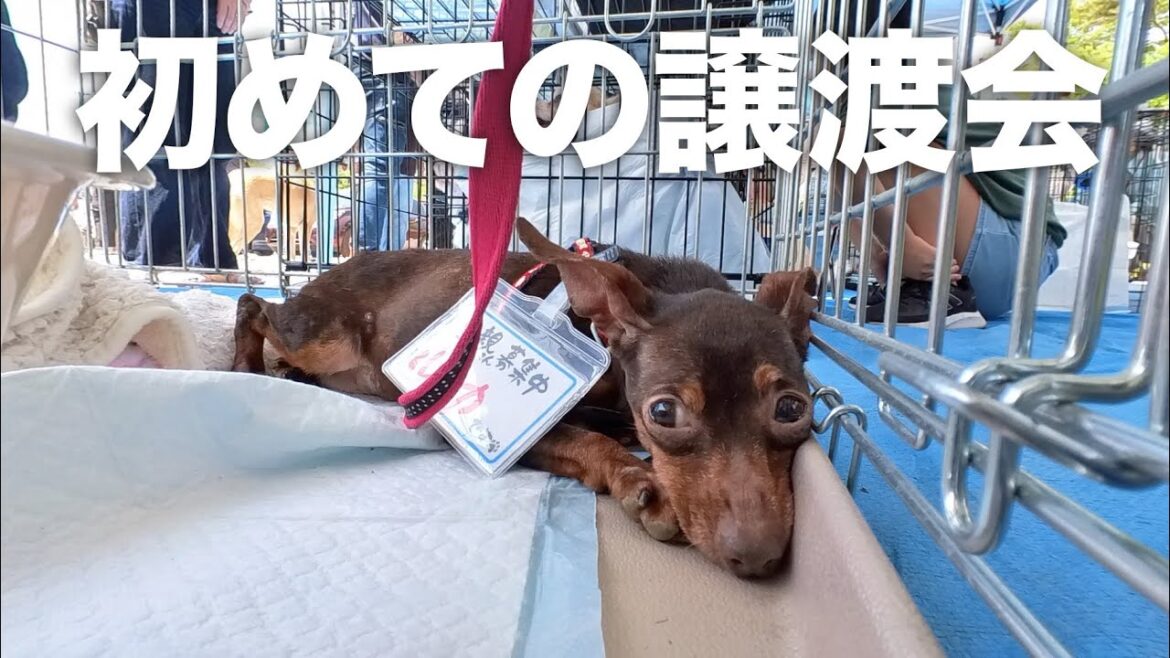 保護犬ミニピン10歳、初めての譲渡会。