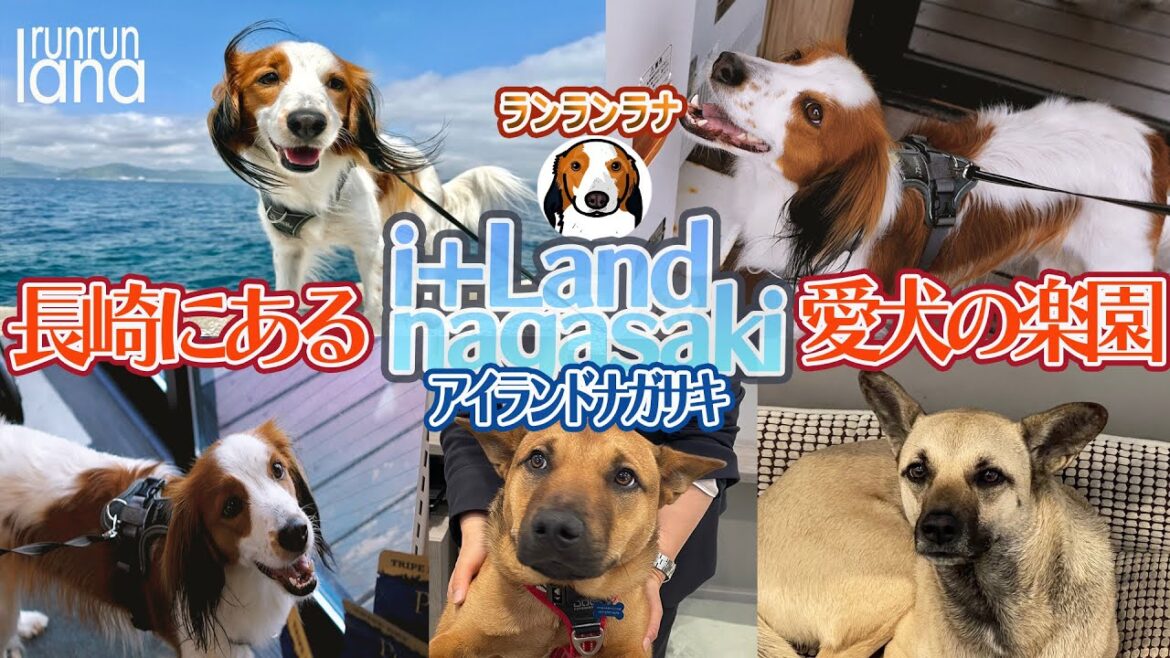 #107  アイランドナガサキ（i＋Land)は愛犬が笑顔になる愛のある場所だった、絶対行くべし！（コーイケルホンディエ）