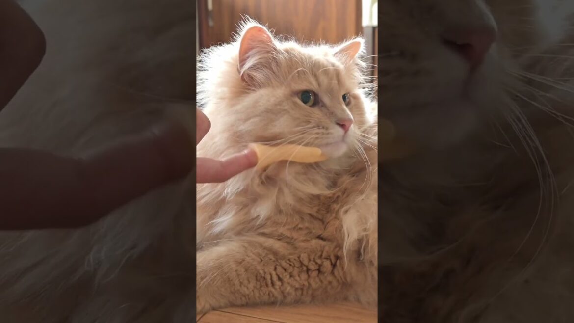 小さな手の使い方知りませんか？【サイベリアン・ペット用おもちゃ】  #shorts #サイベリアン #猫