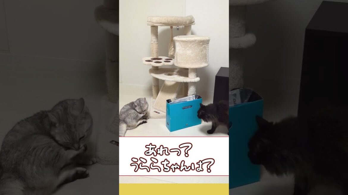 【ぽっちゃん家】にょきっと現れる猫　vol.34 　#猫 #cat #funny #shorts  #animals