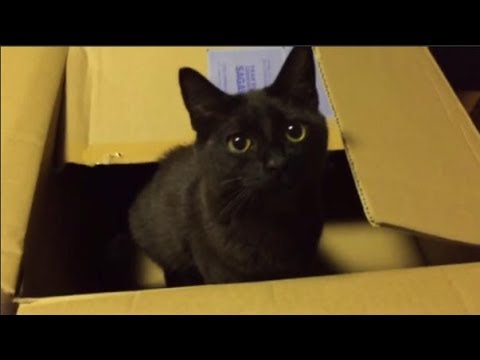 ジャンプの楽しさを知ってしまったマンチカン ジャンプの楽しさを知ってしまったマンチカン