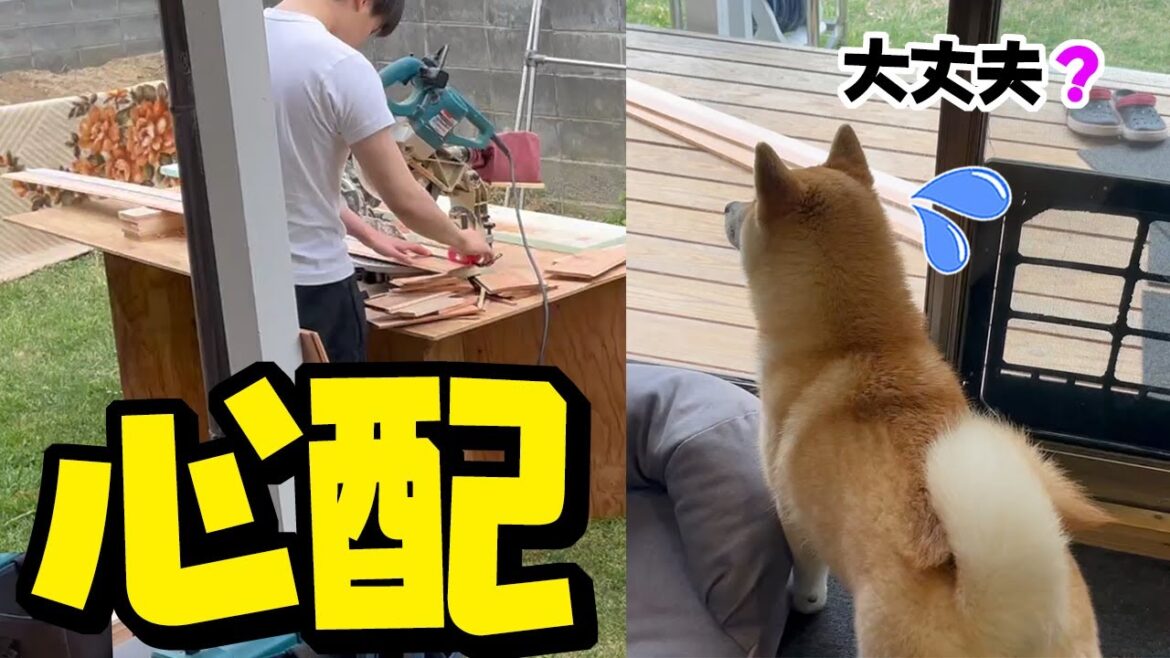 工事を手伝うお兄ちゃんを心配そうに見つめる柴犬…ついに完成しました! 工事を手伝うお兄ちゃんを心配そうに見つめる柴犬…ついに完成しました!