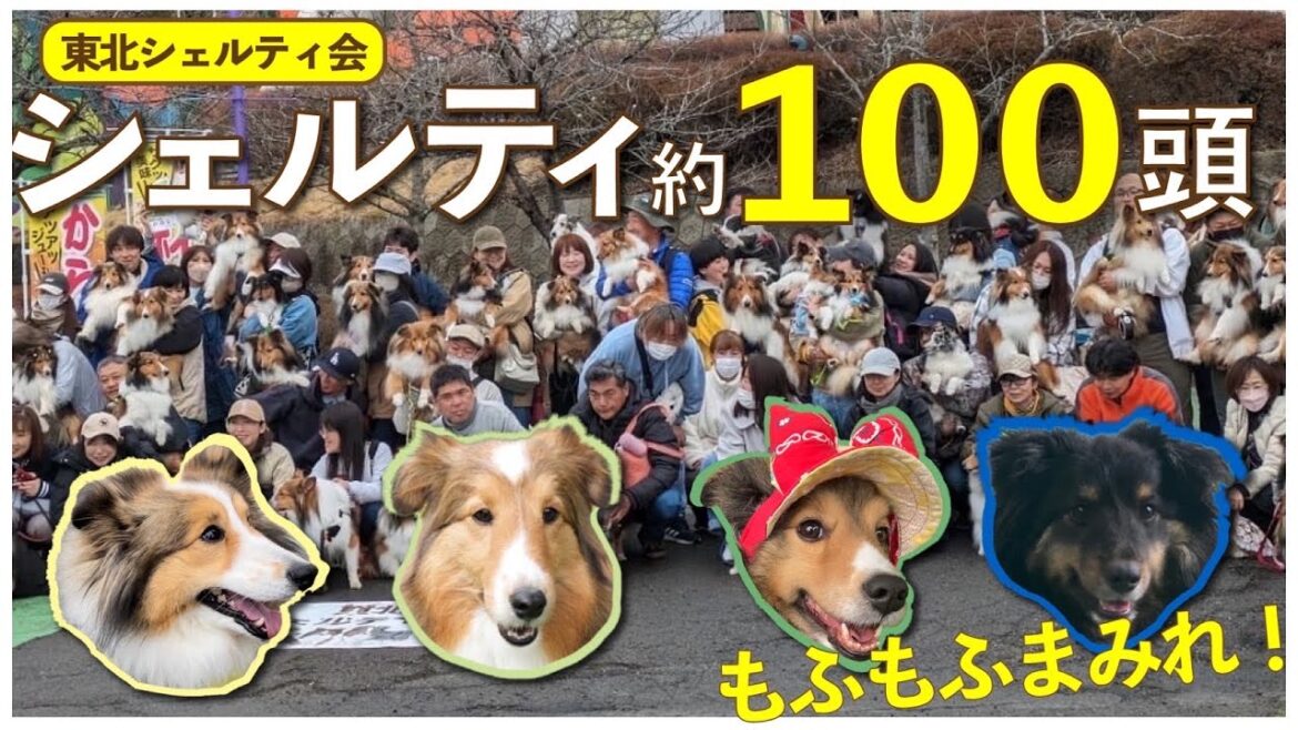 約100頭のシェルティ！？【もふもふまみれ】東北シェルティ会に参加したら友達めちゃくちゃできました！！！
